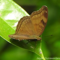 Junonia iphita Cramer, 1779